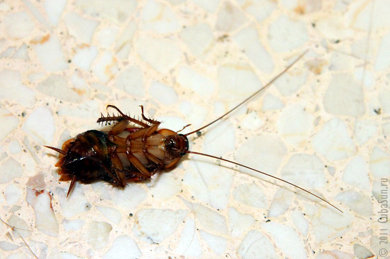 Американский таракан на Кубе: вид снизу.