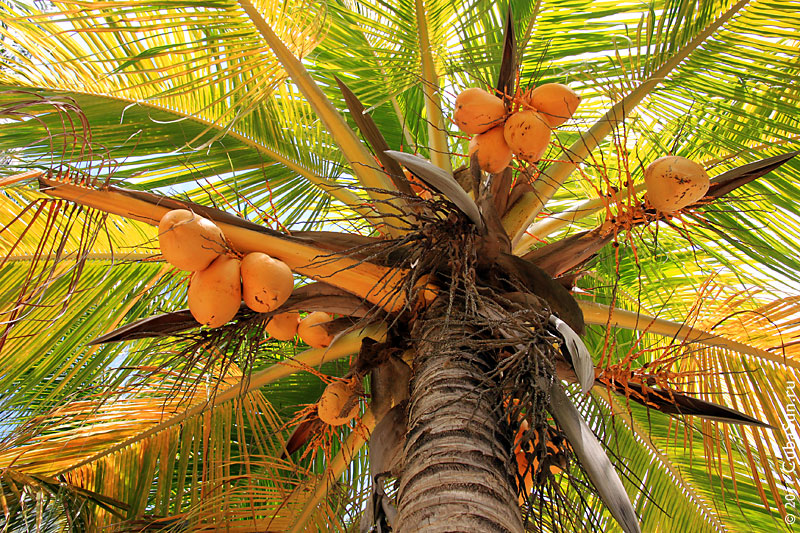 Кокосовая пальма.